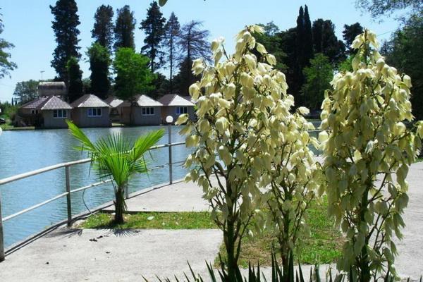 Ostrov Park-Hotel Pitsunda Dış mekan fotoğraf